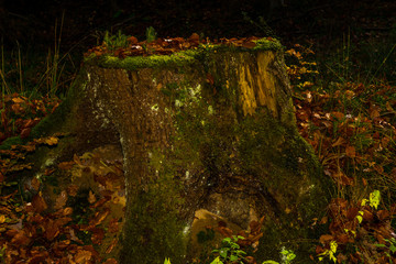 Baumstumpf im Herbst