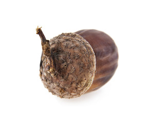 acorn