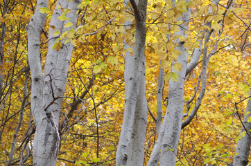 beech on an autumn.