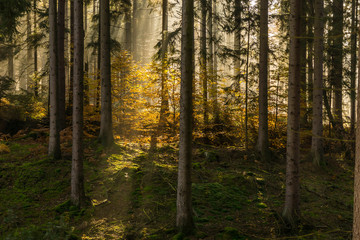bunter Herbstwald mit Sonnenstrahlen
