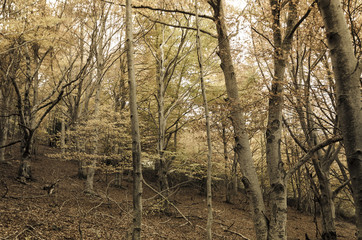 Obraz premium Leaf of beech on an autumn.