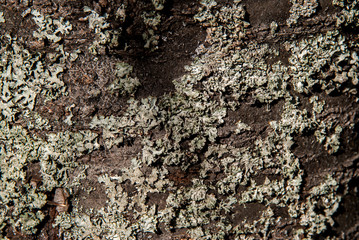 Flechte am Kirschbaum