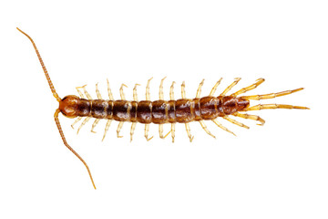 centipede