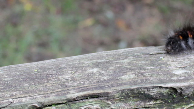 caterpillar crawling on wood/slowly crawling on old rotten old board furry caterpillar