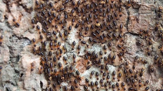group of termite walking on the bark of tree, termites are insects that eat wood in house, can be controlled  by pesticide or chemical substance