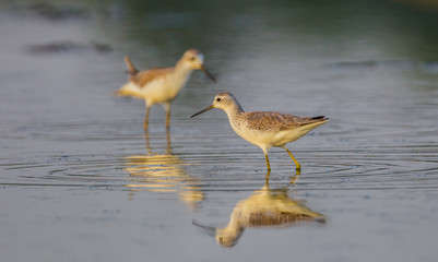 Couple of Marsh Sandpiper (Tringa stagnatilis) in nature of Thailand 