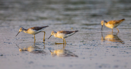 Small group of Marsh Sandpiper (Tringa stagnatilis) finding food 