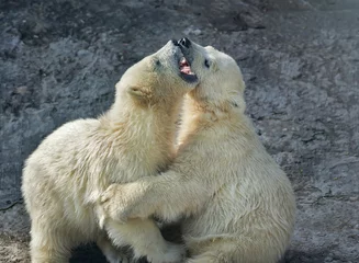 Photo sur Plexiglas Ours polaire Sibling fighting in baby games. Two polar bear cubs are playing. Cute and cuddly young animals, which are going to be the most dangerous and biggest beasts of the world.