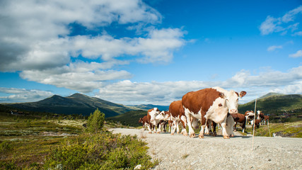 Fototapeta na wymiar Herd of Norwegian Red cows walking freely on a small road 