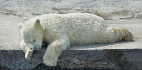 Süße Träume von einem Eisbärenjungen. Das süße und kuschelige Tierbaby, das das gefährlichste und größte Biest der Welt sein wird. Sorglose Kindheit eines lebenden Plüsch-Teddys.