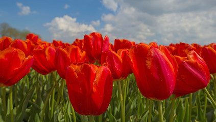 Deteriorating weather over tulips in spring