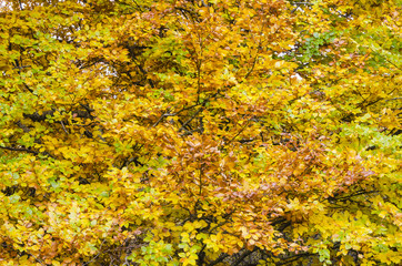 Twigs with colorful leaves of a beech tree on an autumn.