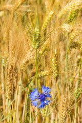 Obraz premium Korn-Ähren mit Kornblume