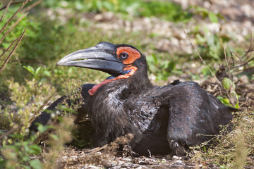 Closeup portrait of a southern ground hornbill bird (Bucorvus leadbeateri or Bucorvus cafer), lying on the ground in natural habitat.