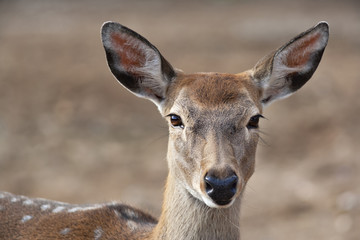 Closeup portrait of an axis deer female on blur background. Wild beauty of a dappled beer.