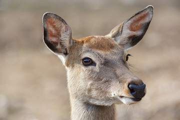 Closeup portrait of an axis deer female on blur background. Wild beauty of a dappled beer.