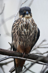 Fullsize portrait of a Hobby (Falco subbuteo), single captive bird on branch