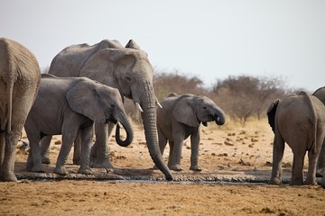 Fototapeta premium herds of elephants with cubs are pushing at the waterhole, Etosha, Namibia