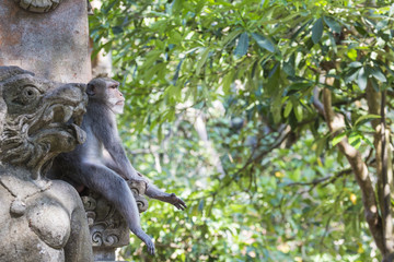 Obraz premium Monkey at Sacred Monkey Forest, Ubud, Bali, Indonesia