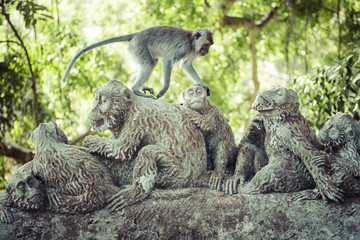 Monkey at Sacred Monkey Forest, Ubud, Bali, Indonesia