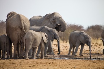 Obraz na płótnie Canvas herds of elephants with cubs are pushing at the waterhole, Etosha, Namibia