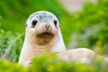 newborn australian sea lion on bush background