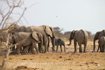 Fototapeta premium herds of elephants with cubs are pushing at the waterhole, Etosha, Namibia