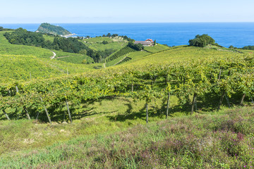 Fototapeta na wymiar Vineyards and wine cellar with the Cantabrian sea in the background, Getaria (Spain)