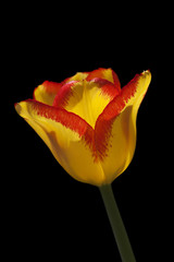 A glowing red and yellow tulip on black background