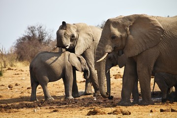 African elephants, Loxodon africana, drinking water at waterhole Etosha, Namibia