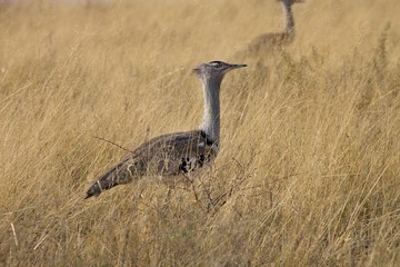 Large Bustard, Ardeotis kori,in the Etosha National Park, Namibia