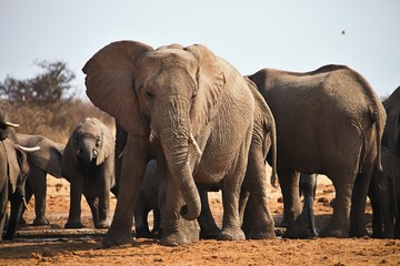 Fototapeta na wymiar African elephants, Loxodon africana, drinking water at waterhole Etosha, Namibia