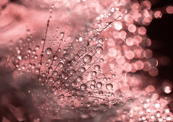Pink dewdrops - greeting card idea
