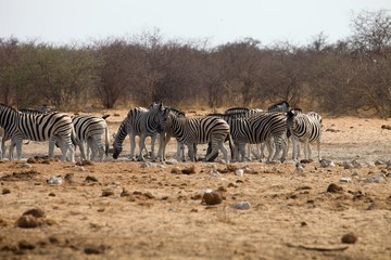 Fototapeta na wymiar Damara zebra, Equus burchelli, herd goes to watering Etosha, Namibia