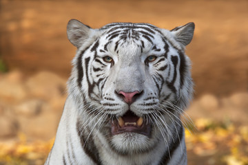 Fototapeta na wymiar A white bengal tiger with open chaps on red and yellow blur background