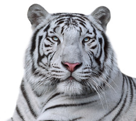 Fototapeta premium Biały Tygrys Bengalski, na białym tle. Piękny duży kot o niebieskich oczach i różowym nosku. Niebezpieczna i surowa bestia.