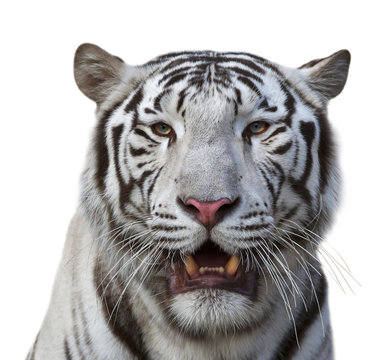 A white bengal tiger with open chaps, isolated on white background. Beautiful big cat with severe look. A dangerous beast with bare fangs.