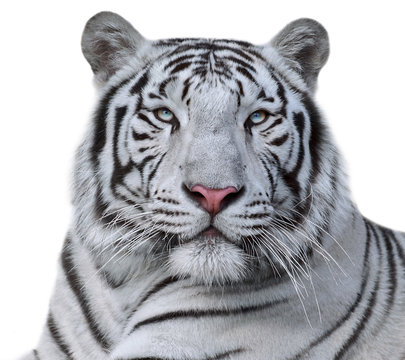 White bengal tiger, isolated on white background. Beautiful big cat with blue eyes and pink nose. Dengerous and severe beast.