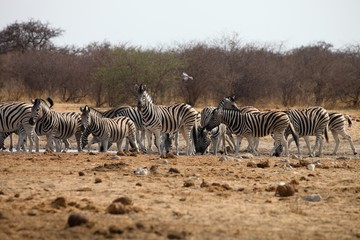 Fototapeta na wymiar Damara zebra, Equus burchelli, herd goes to watering Etosha, Namibia