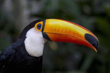 Toucan (Ramphastos Toco) sitting on tree branch in tropical forest or jungle