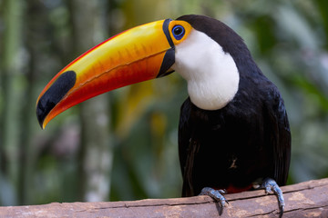 Toucan (Ramphastos Toco) sitting on tree branch in tropical forest or jungle © fresnel6