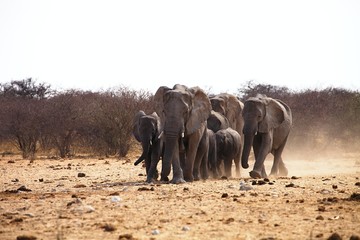 African elephants, Loxodonat africana,  herd goes to watering,  Etosha, Namibia
