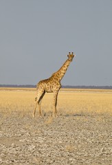 Giraffe, Giraffa camelopardalis, in Etosha National Park, Namibia