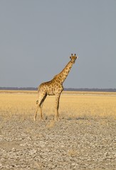 Obraz na płótnie Canvas Giraffe, Giraffa camelopardalis, in Etosha National Park, Namibia