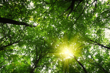 Forest with sunlight