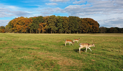 Deer in Phoenix Park