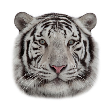 Stare of a white bengal tiger in snowflakes. The head of the most dangerous and beautiful beast of the world. Rounded mask of the biggest cat on white background.