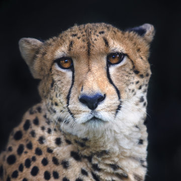 Face portrait of a chetah on black background. Wild beauty of a dangerous beast. Severe big cat with sad eyes.