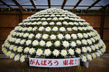 菊の千輪作り