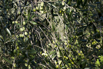 Olive tree and a a close up of olives, ligurian olives the name